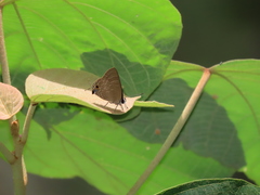 Deudorix epijarbas menesicles