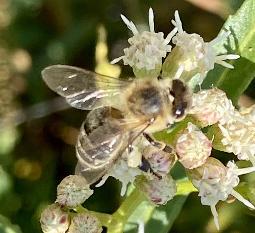 iNaturalist observation photo of Western Honey Bee