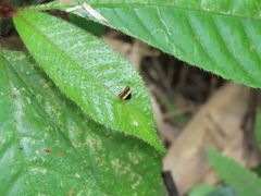 Choreutis xanthogramma