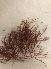Gracilariopsis