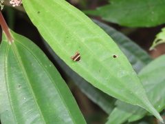 Choreutis basalis