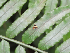 Choreutis xanthogramma