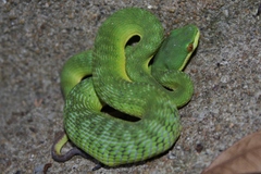 White-Lipped Pitviper photo 4