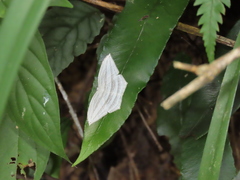 Acropteris leptaliata