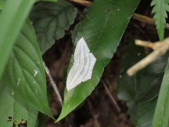 Acropteris leptaliata