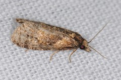 Phtheochroa