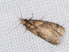 Phtheochroa