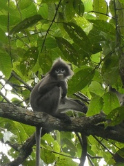 Trachypithecus phayrei