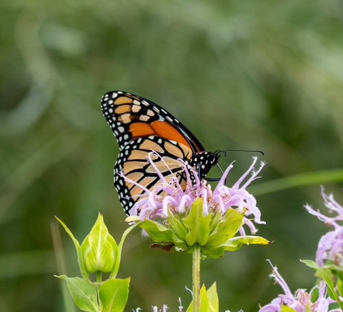 Monarch photographed in Colorado
