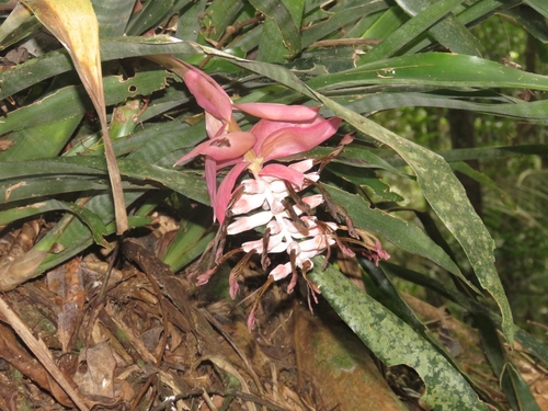 Billbergia euphemiae, photograph 2