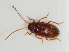 Ptilodactylidae