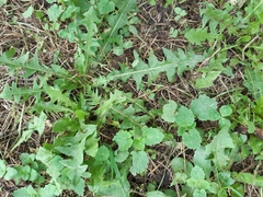 Taraxacum officinale