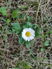 Bellis perennis