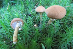 Cystoderma amianthinum rugosoreticulatum