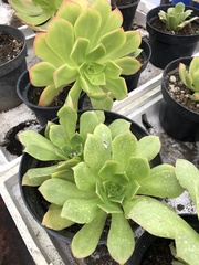 Aeonium