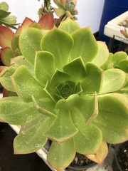 Aeonium