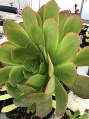 Aeonium