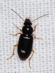 Stenolophini