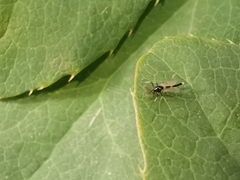 Cricotopus bicinctus