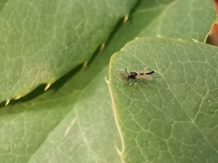 Cricotopus bicinctus