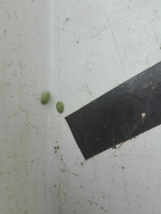 Cassida distinguenda