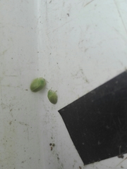 Cassida distinguenda