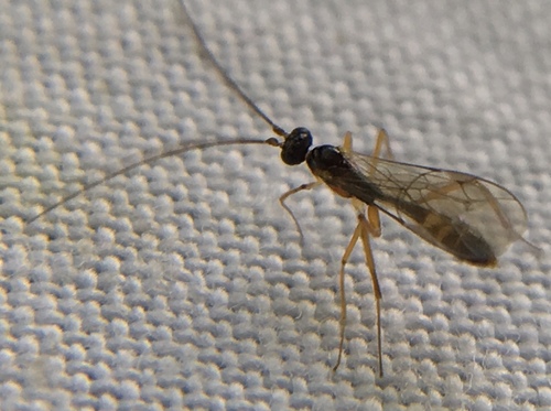 Megastylus pectoralis