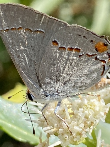 iNaturalist observation photo of Gray Hairstreak