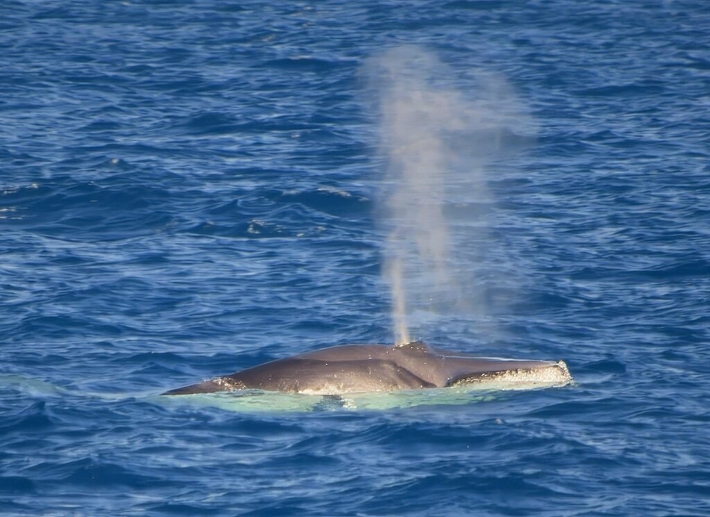 Balaenoptera omurai