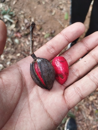 Foto de Virola bicuhyba