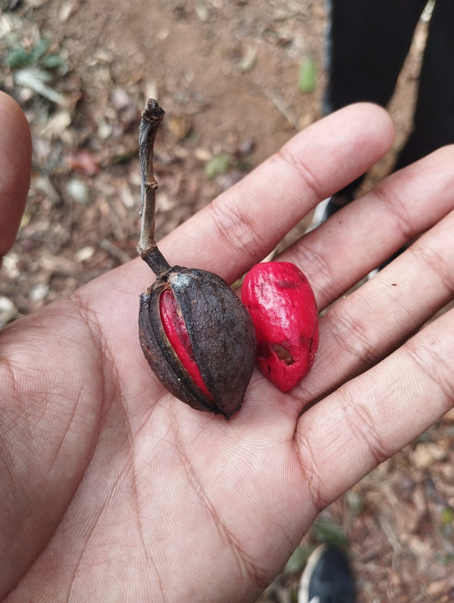 Imagem de Virola bicuhyba