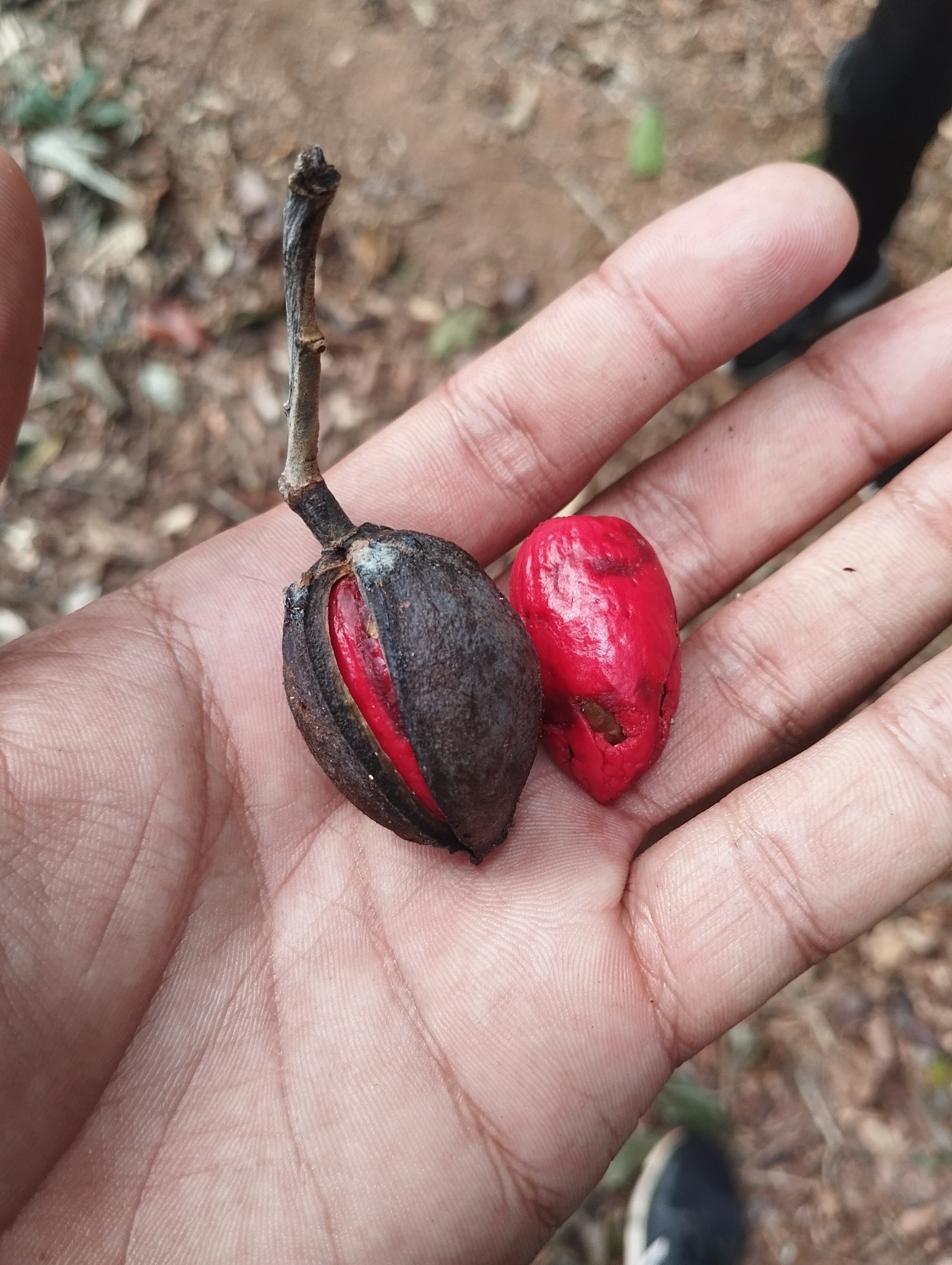 Imagem de Virola bicuhyba