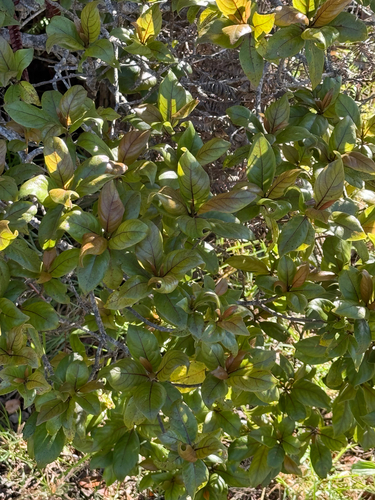 Bobea brevipes, 2025-08-05