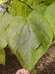 Alternaria catalpae