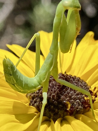 iNaturalist observation photo of Arizona Mantis