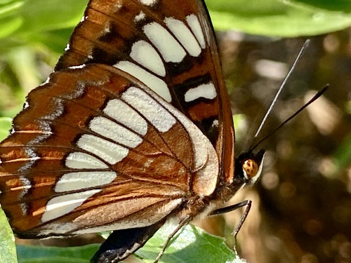 iNaturalist observation photo of Lorquin's Admiral
