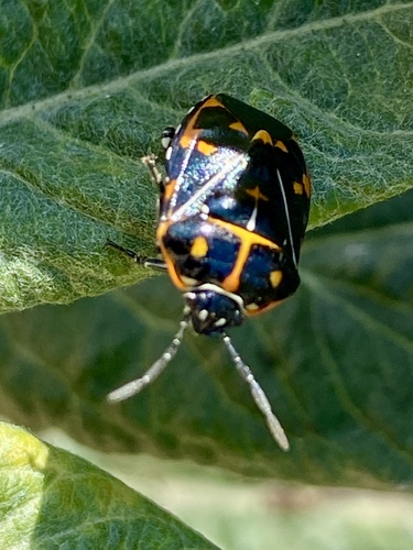 iNaturalist observation photo of Harlequin Bug