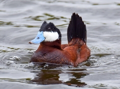 Ruddy Duck photo 4