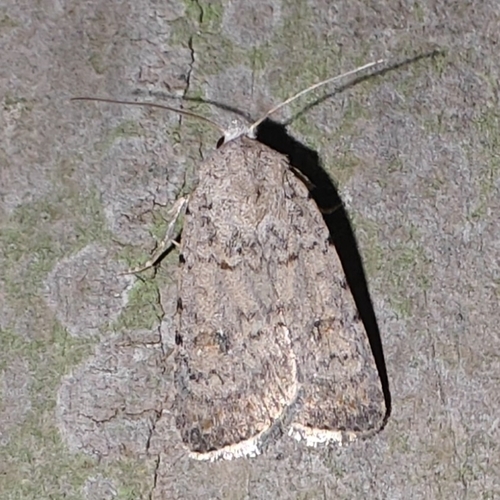 Pale Mottled Willow Moth, 4101 JK Culemborg, Nederland, photo 8 of 10