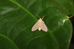 Biturix venosata