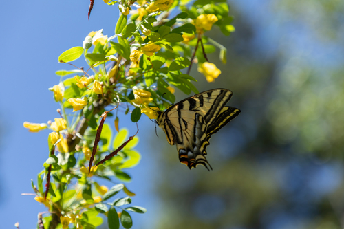 Western tiger swallowtail