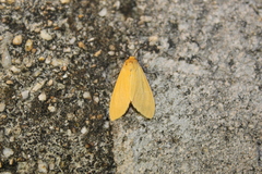 Pareuchaetes insulata