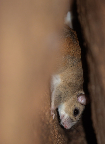 Bezerros Climbing Rat (Rhipidomys bezerrensis) — Data Deficient Mammalia
