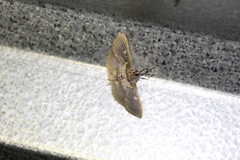 Apilocrocis brumalis