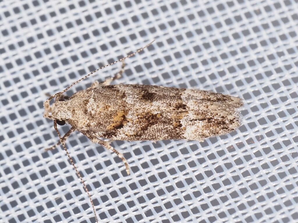 Barred Groundling