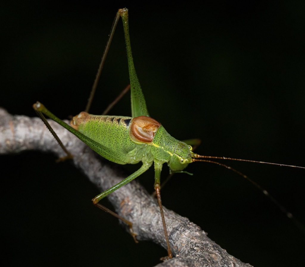 Long-tailed Speckled Bush-cricket