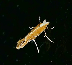 Cameraria quercivorella