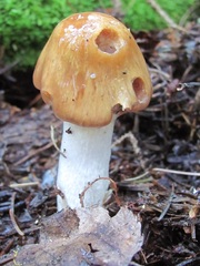 Cortinarius collinitus