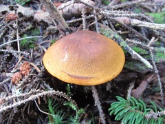 Cortinarius malicorius