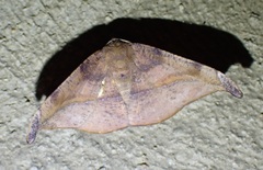 Patalene olyzonaria